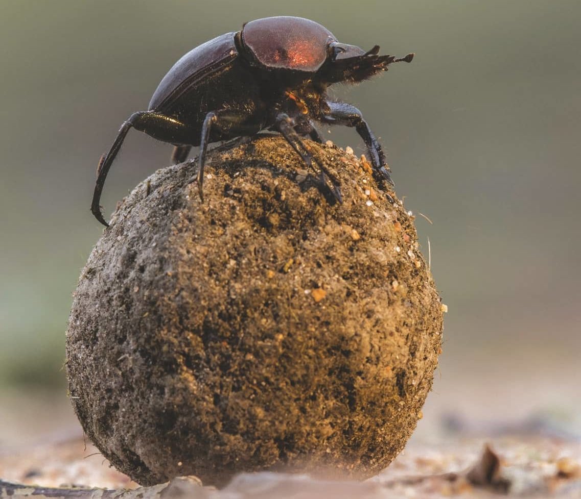 Жук навозник скарабей