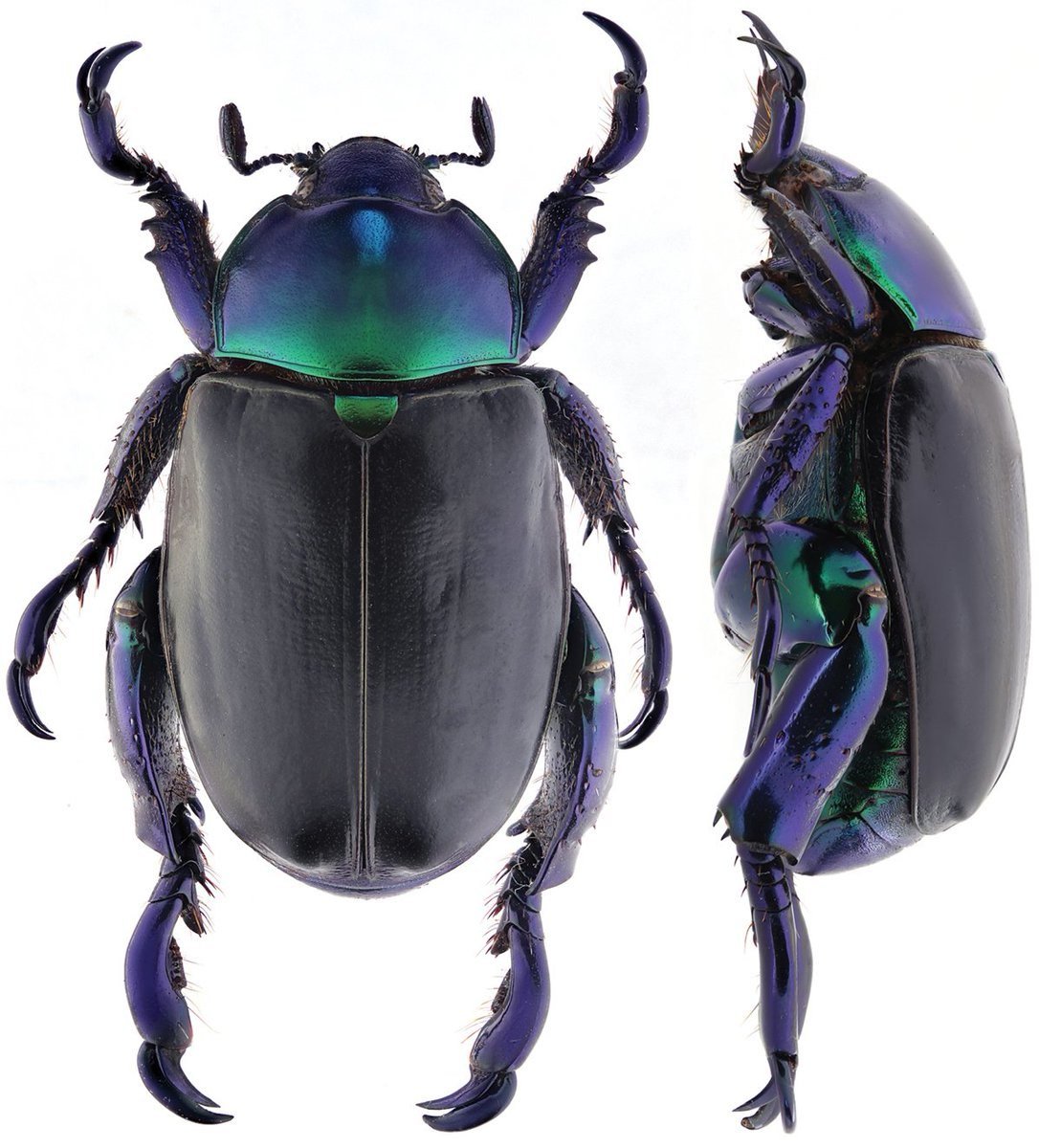 Мадагаскарский скарабей