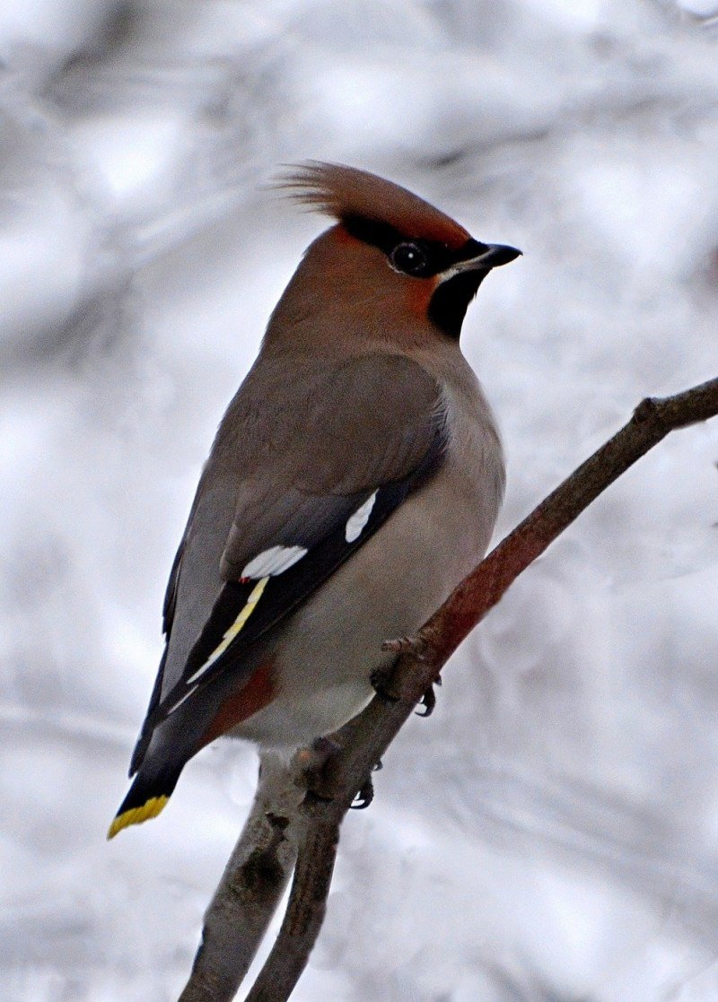 Дрозд свиристель Крымский
