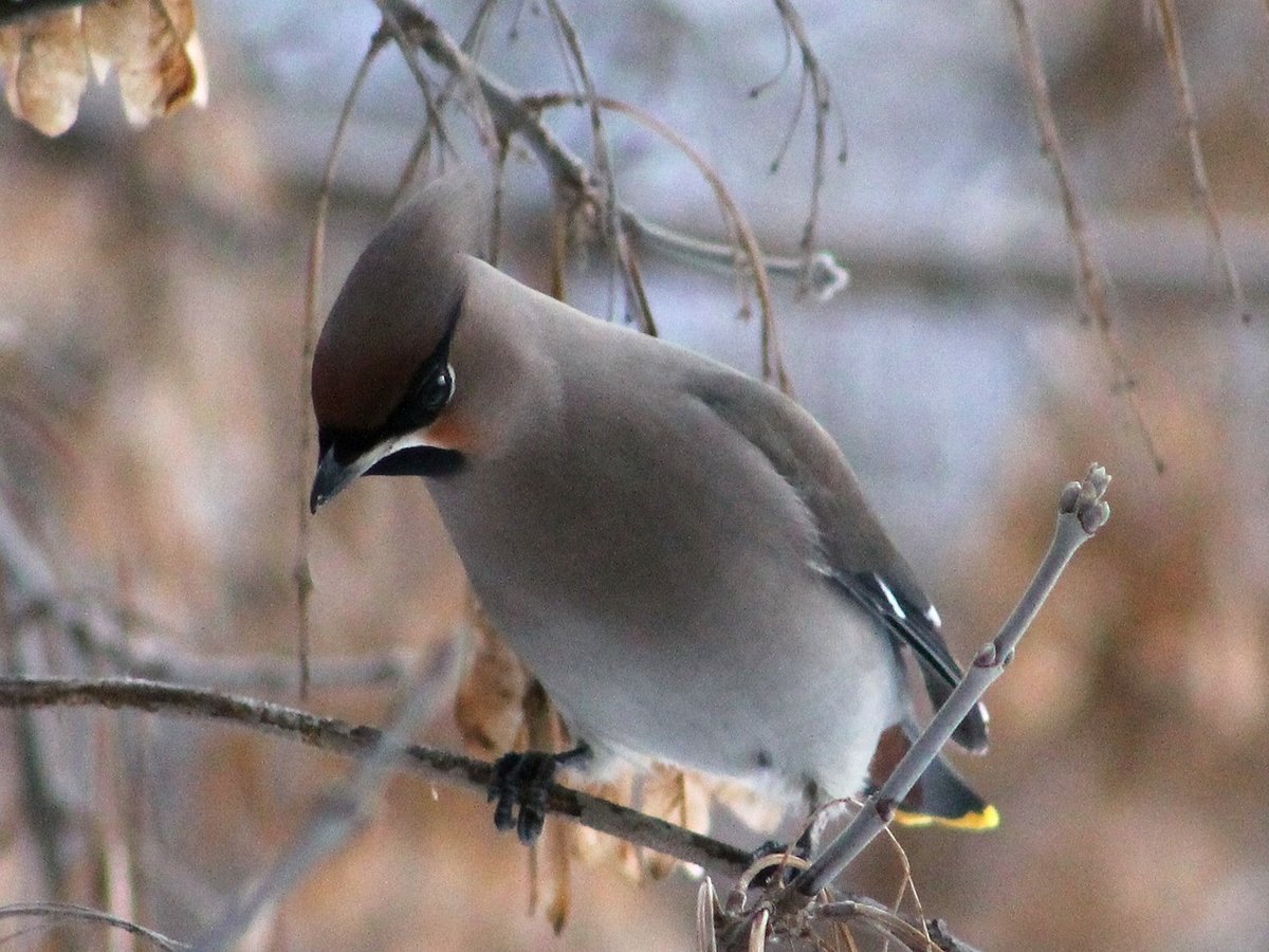 Свиристель Перелетная