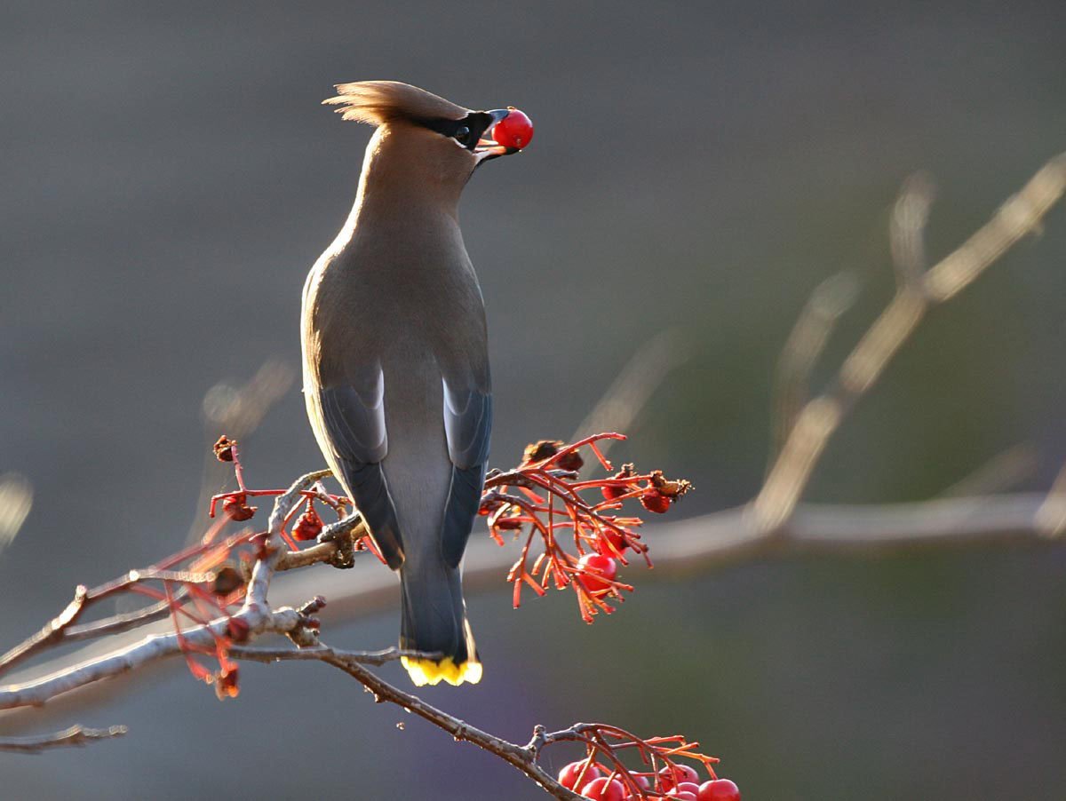 Сойка хохлатая