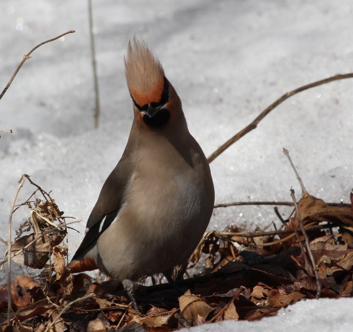 Хохлатая свиристель