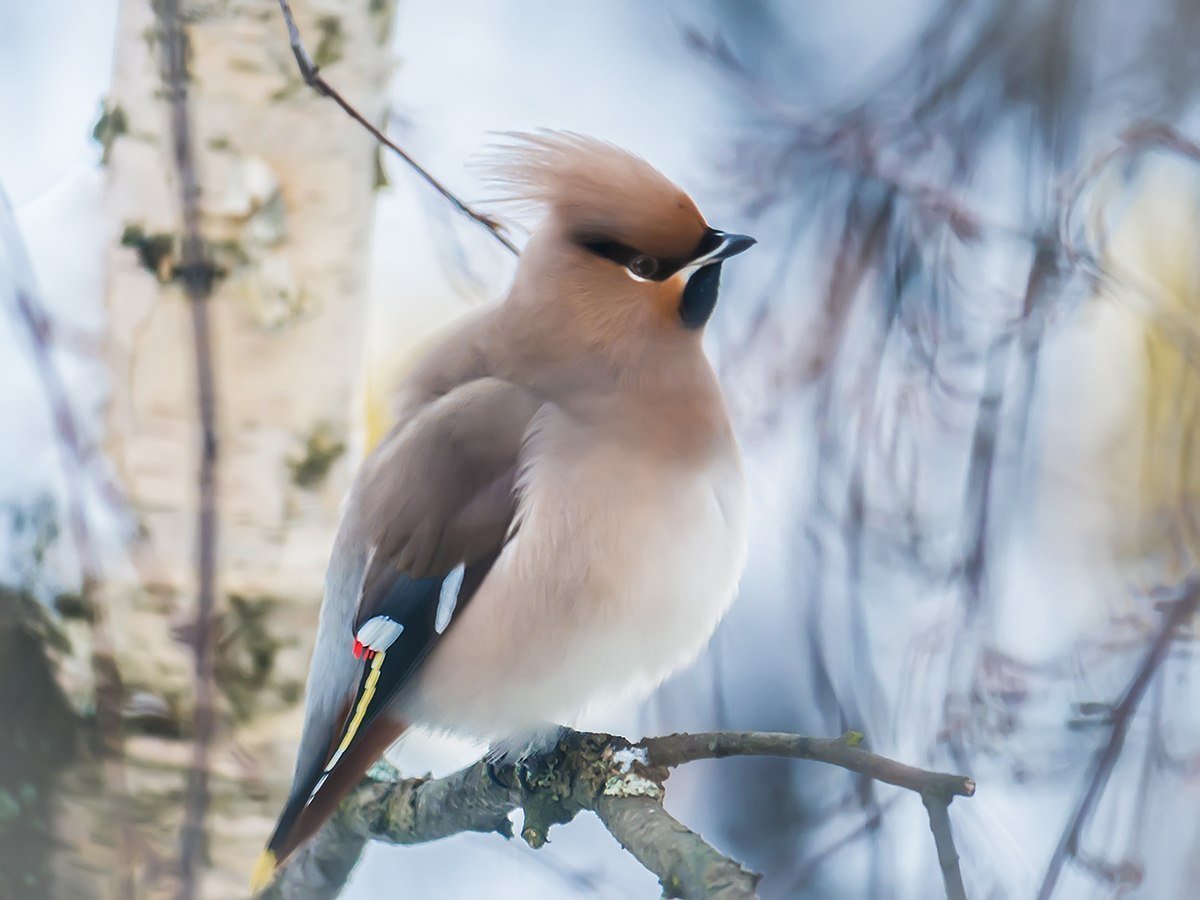 Свиристель Карельский