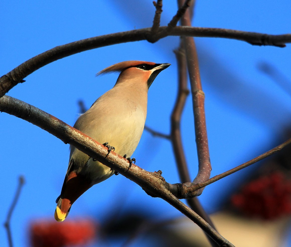 Хохлатые свиристели