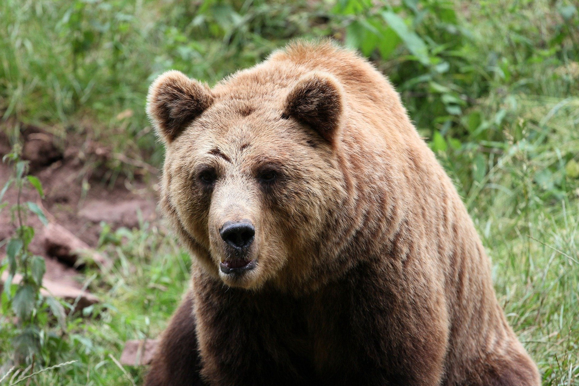 Медведь крупное млекопитающее. Калифорнийский бурый медведь. Бурый медведь Южного Урала. Бурый медведь Новосибирской области. Животные Новосибирская область бурый медведь.
