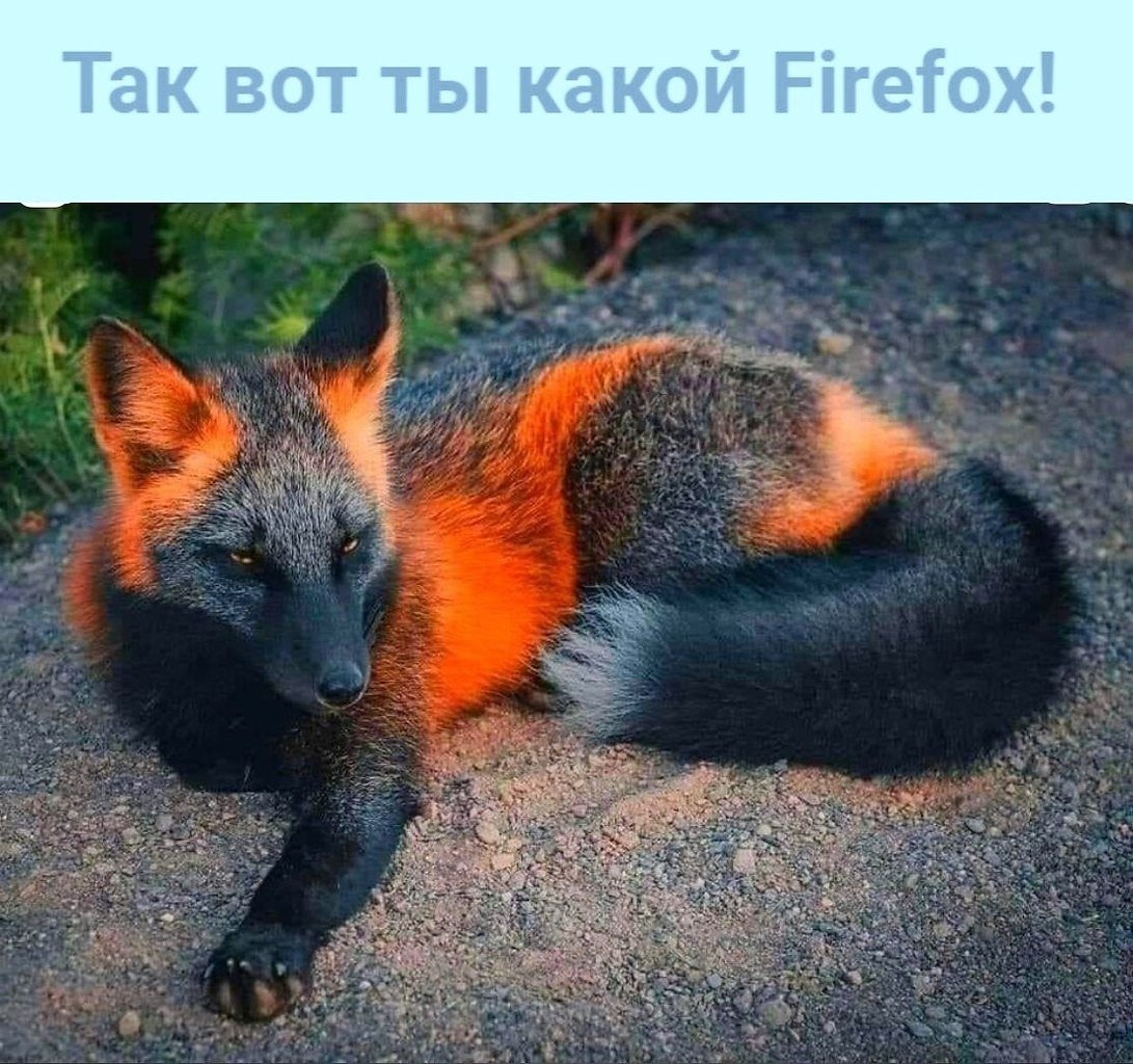 Огненная лиса 5 г. EMI