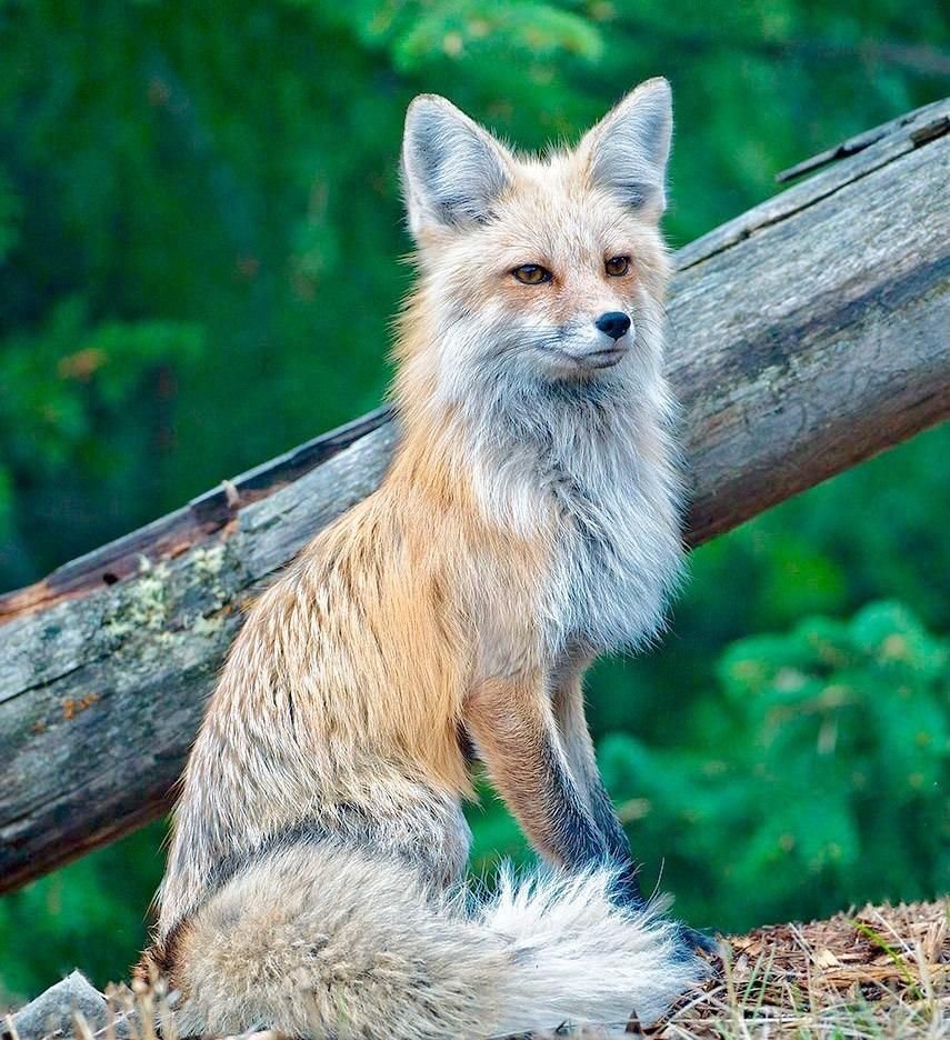 Редкая лиса