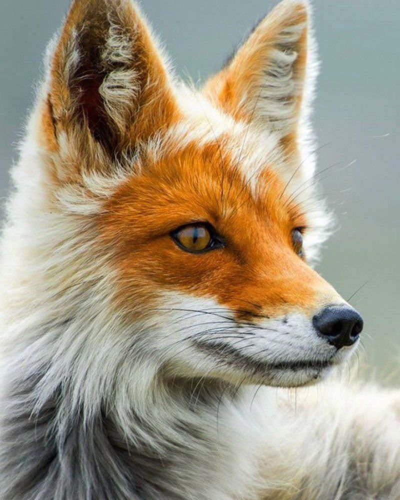 Красная мраморная лиса