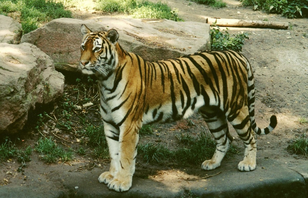 Яванский тигр (Panthera Tigris sondaica)