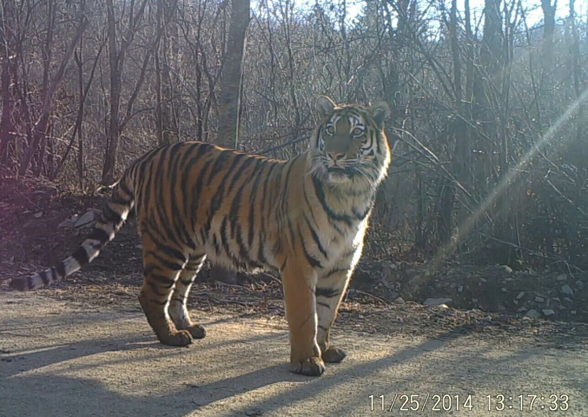 Амурский тигр