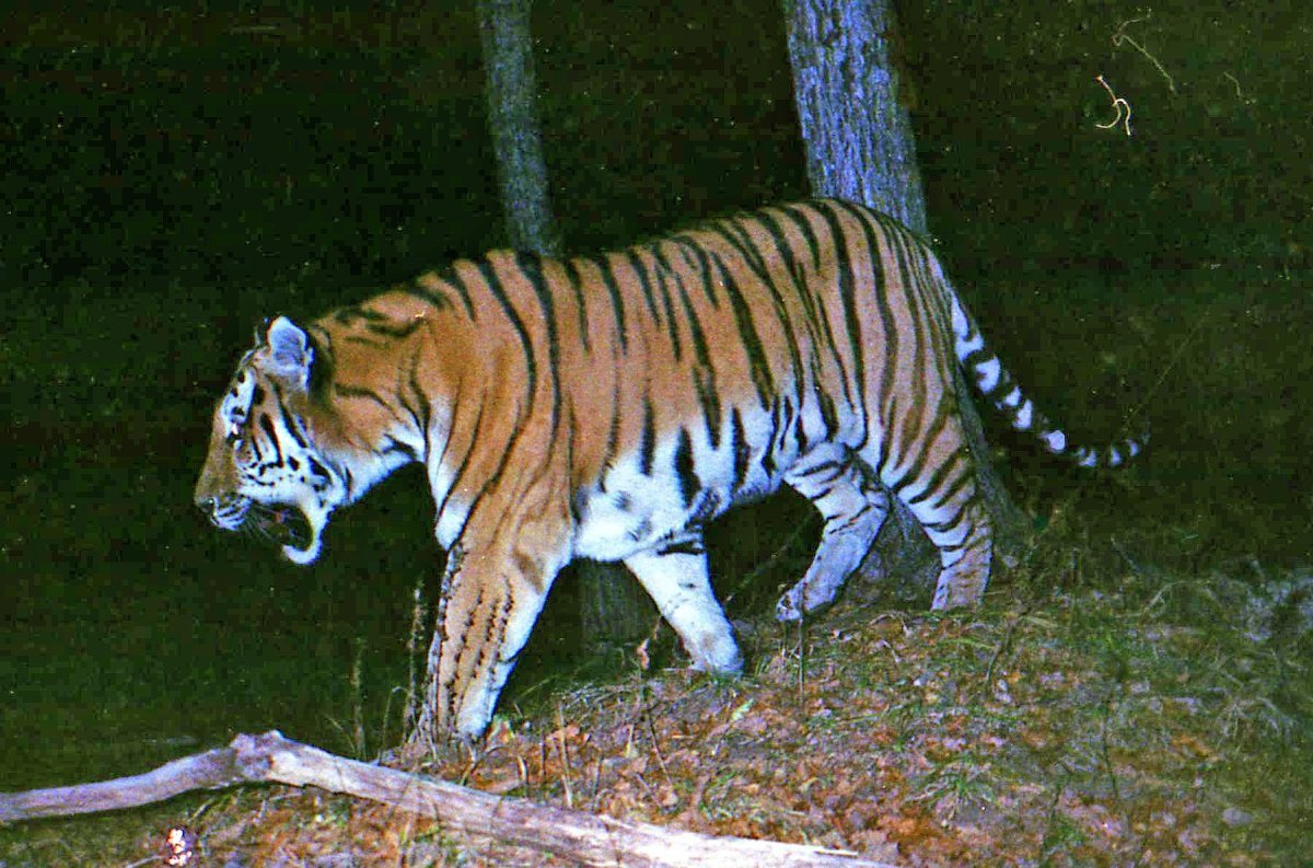 Тигр Туранский Мазандаранский