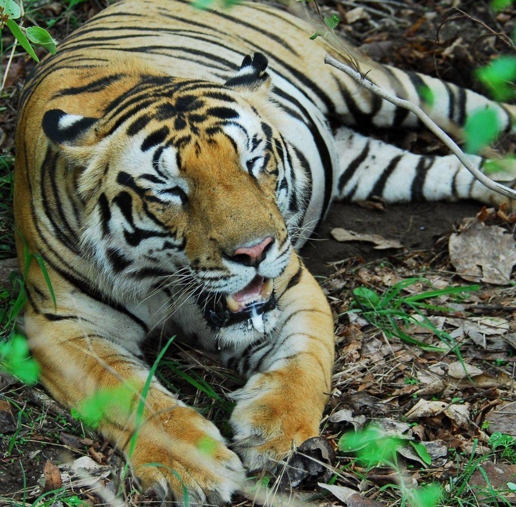 Тигр Балийский Бали