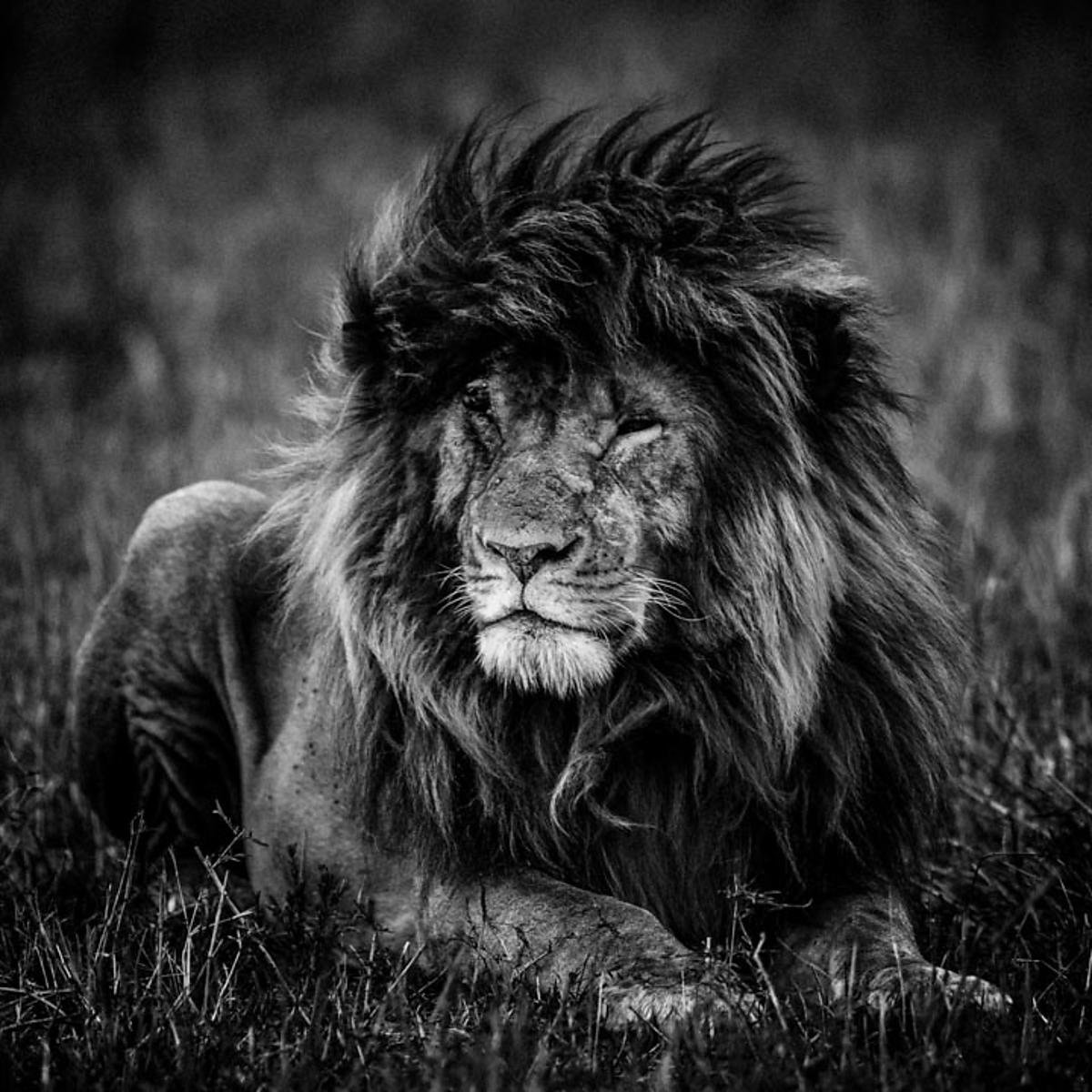 Злой черный Лев