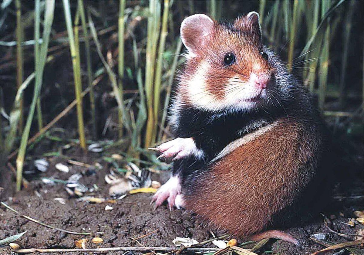 Полевой хомяк карбыш