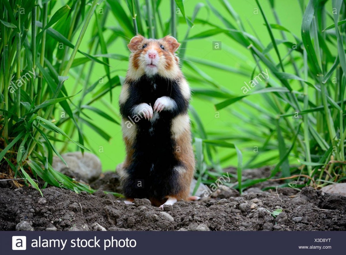 Хомяк Cricetus Cricetus карбыш злится