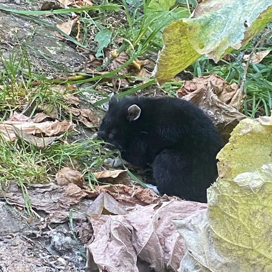 Карбыш зверек черный