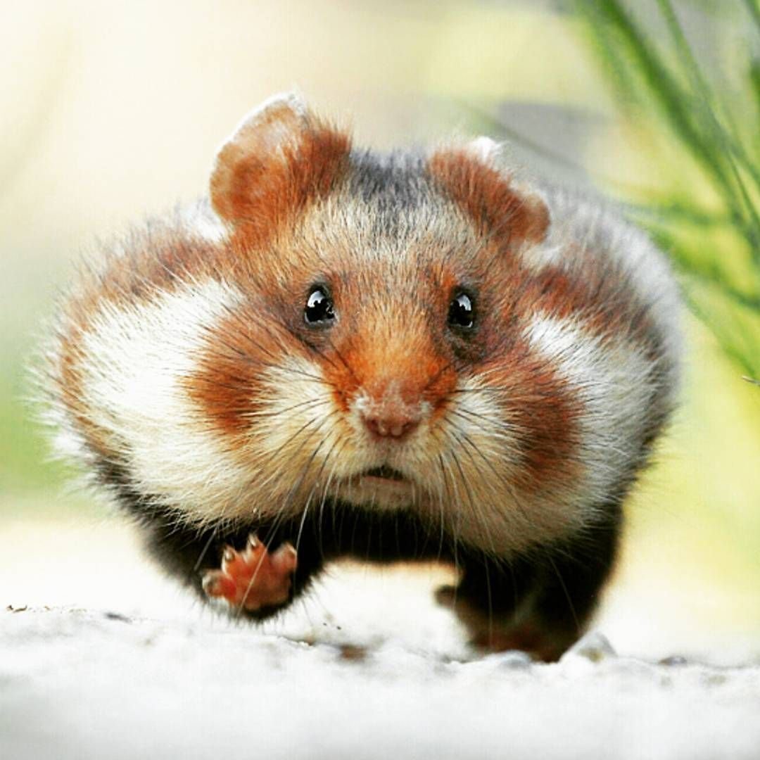 Степной хомяк карбыш