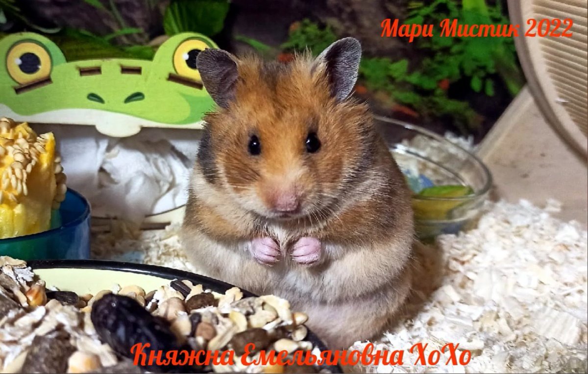 Мой хомячок