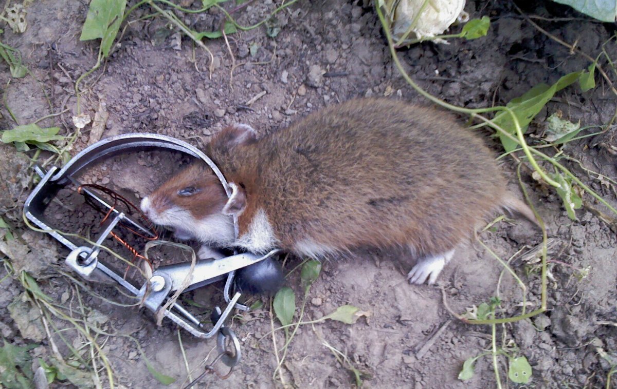 Дикий Лесной хомяк карбыш