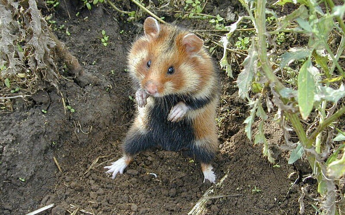 Полевой хомяк карбыш