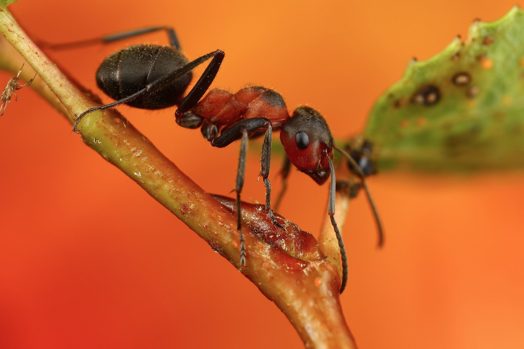 Муравей фото. Рыжий Лесной муравей систематика. Волосистый Лесной муравей. Рыжий Лесной муравей (лат. Formica Rufa). Красный Лесной муравей.