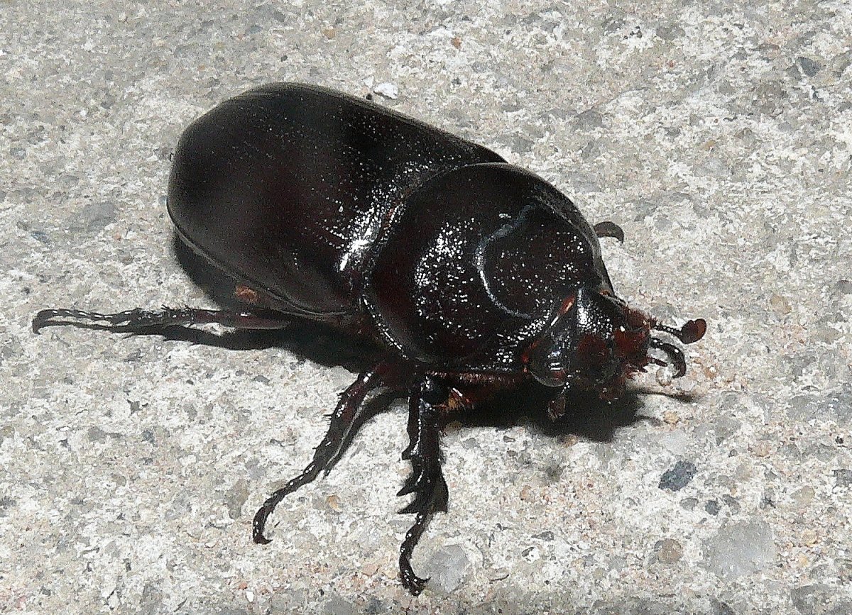 Жук носорог черный самка