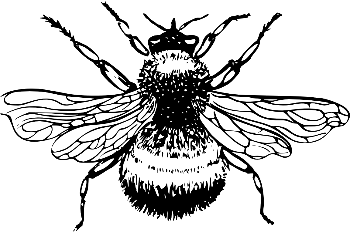 Шмель раскраска