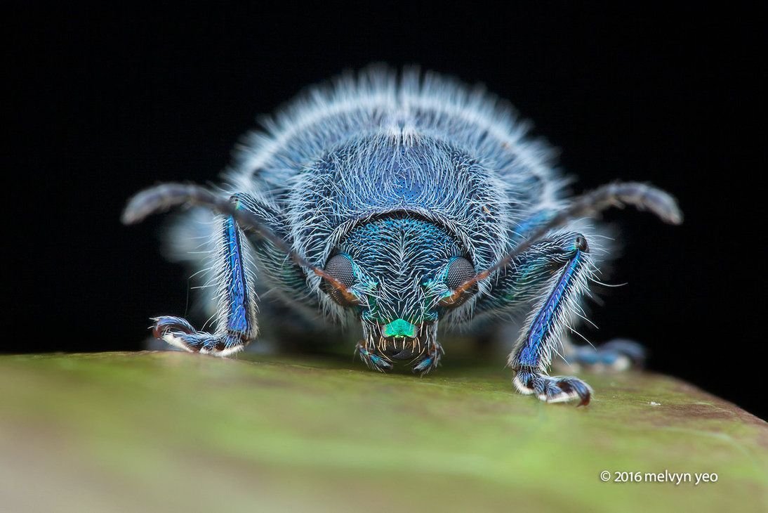 Майский Жук мохнатый