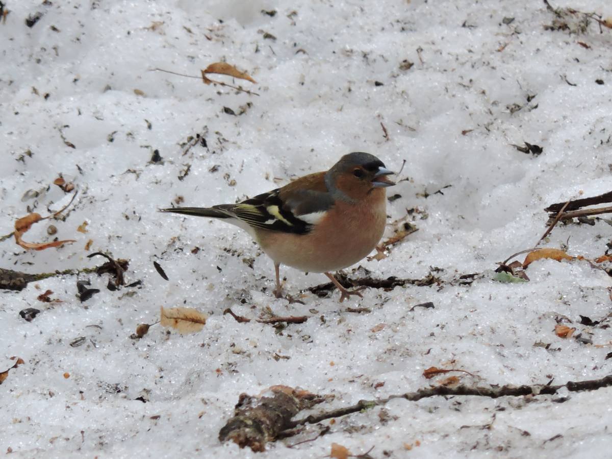 Птицы Удмуртии Зяблик