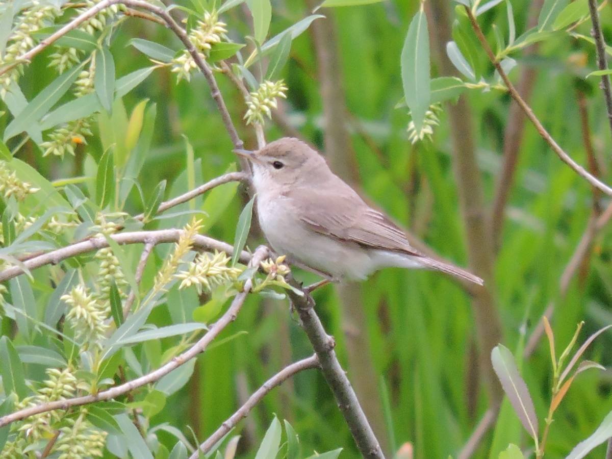 Птичка маленькая Удмуртии