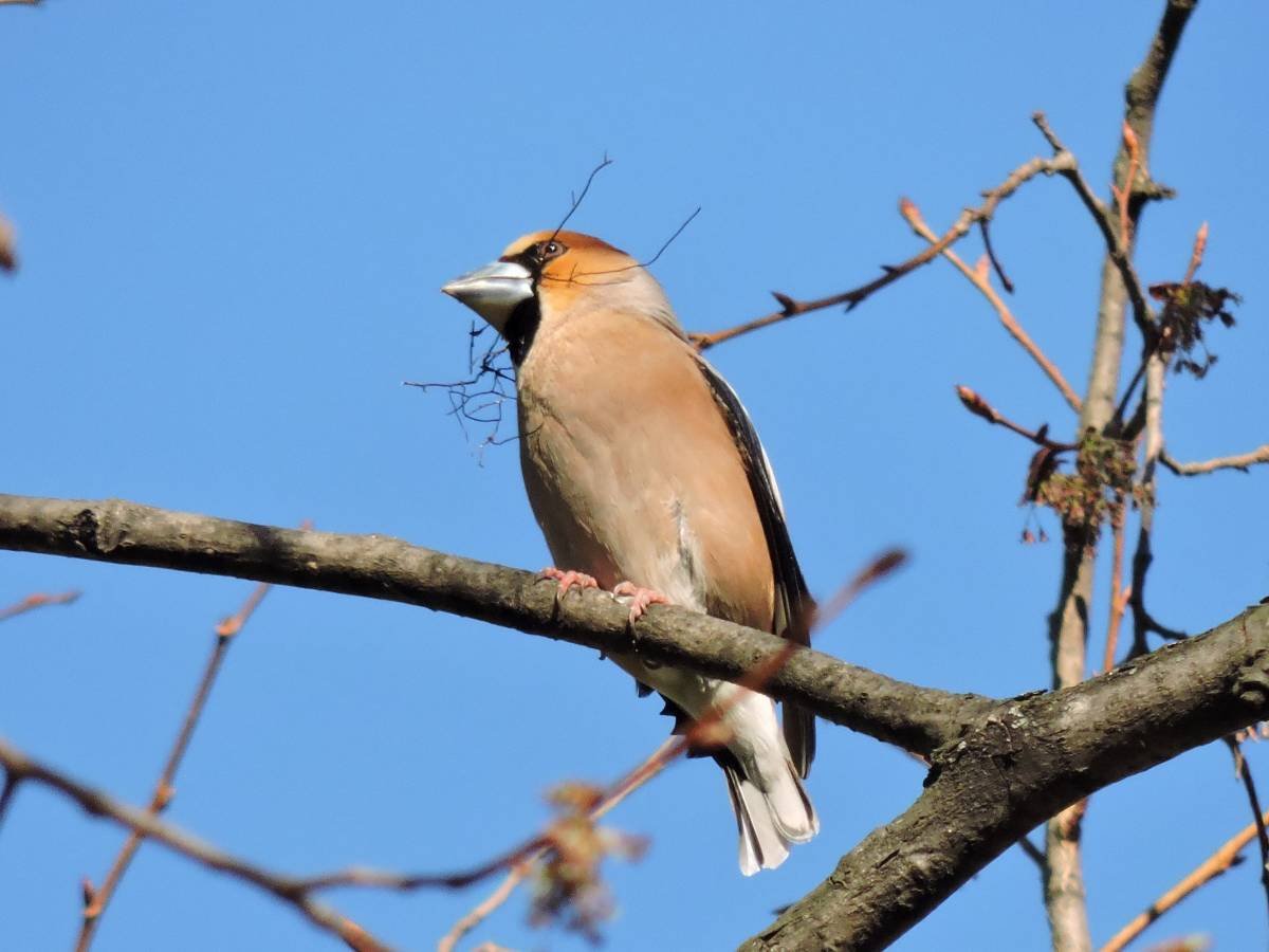 Птицы Удмуртии