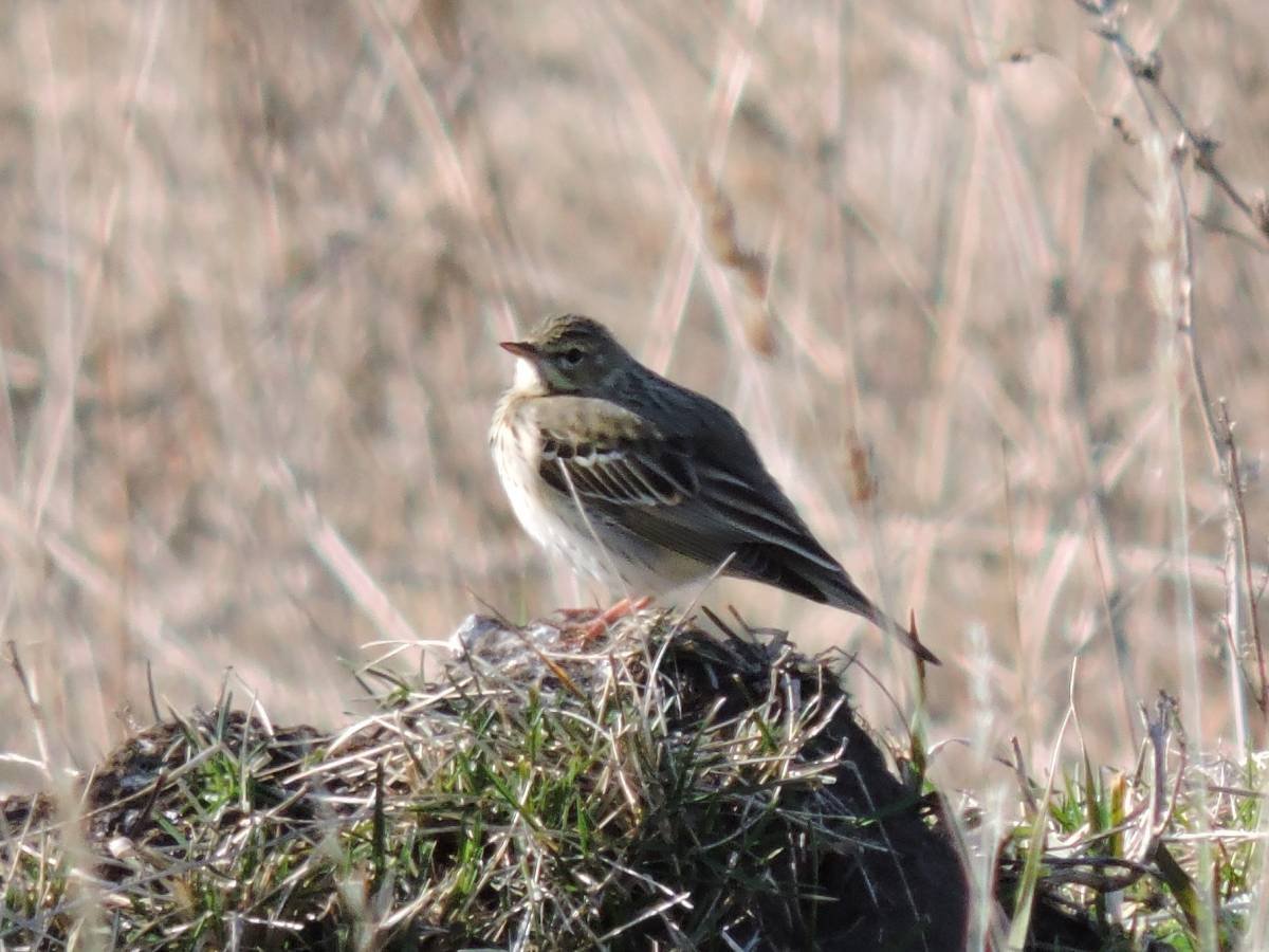 Птицы Удмуртии