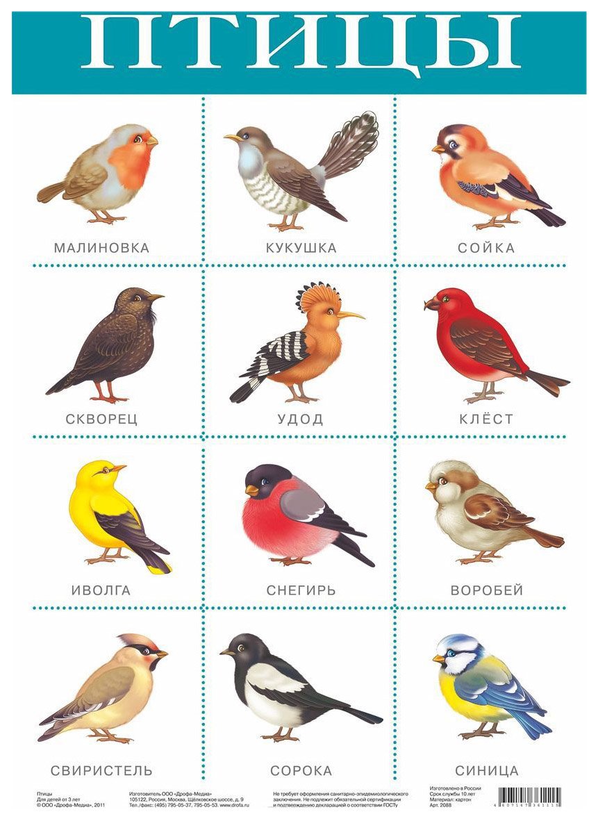 Плакат птицы