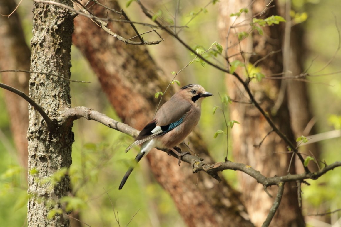 Сойка Дальневосточная