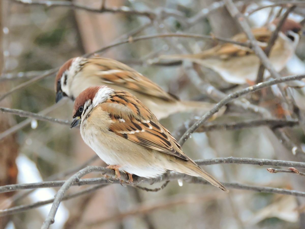 Полевой Воробей в Подмосковье