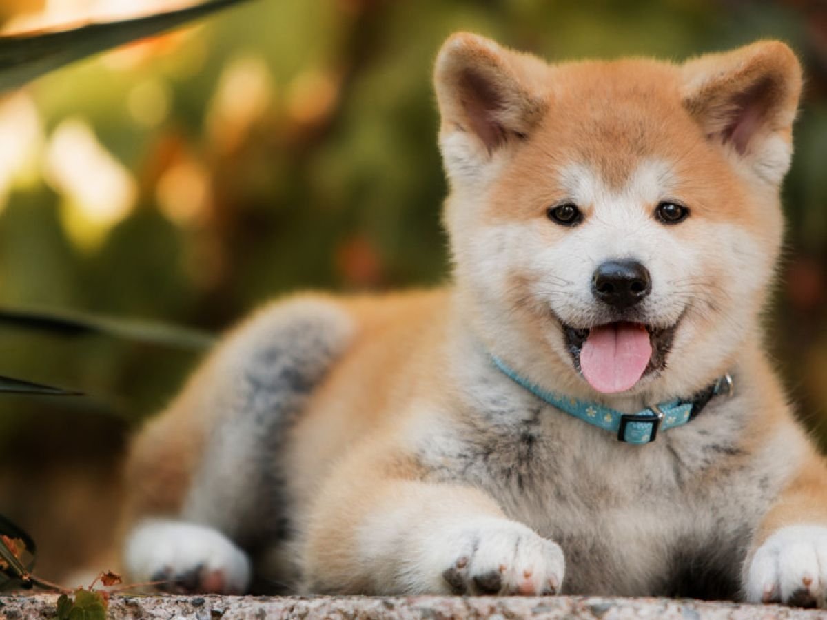 Акита ину коротколапая
