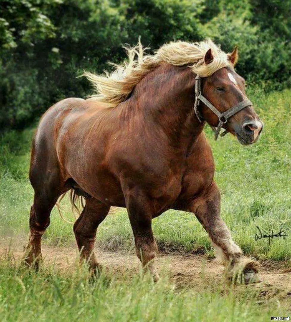 Битюг тяжеловоз