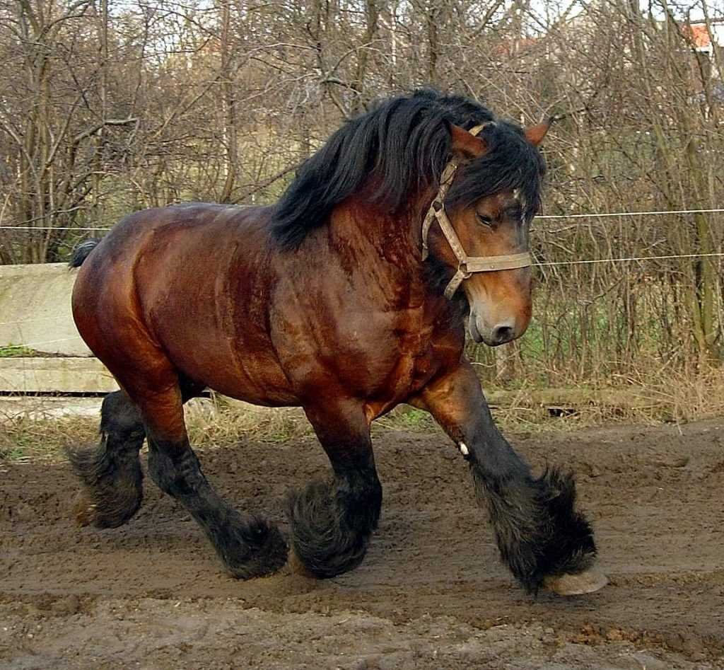 Битюг порода лошадей