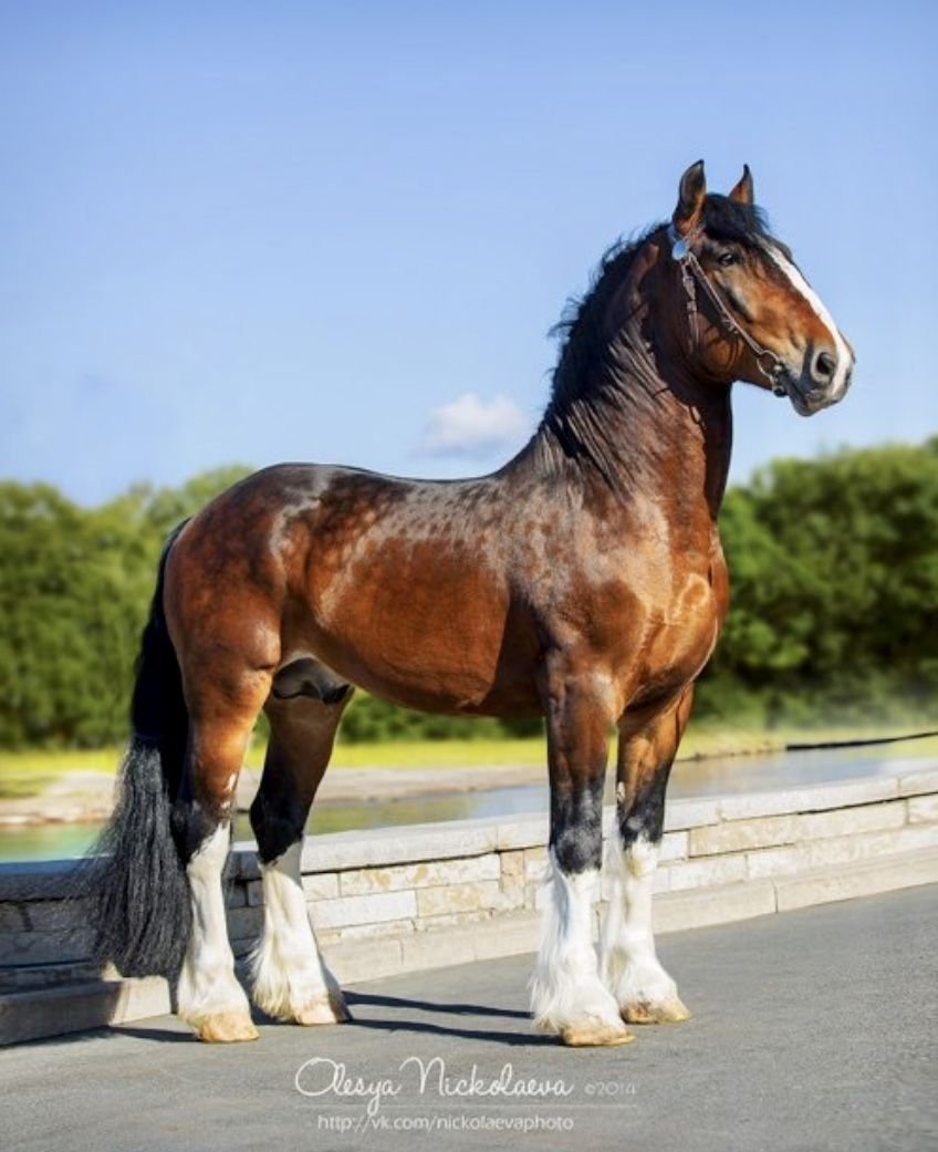 Тяжеловес Владимирский лошадь