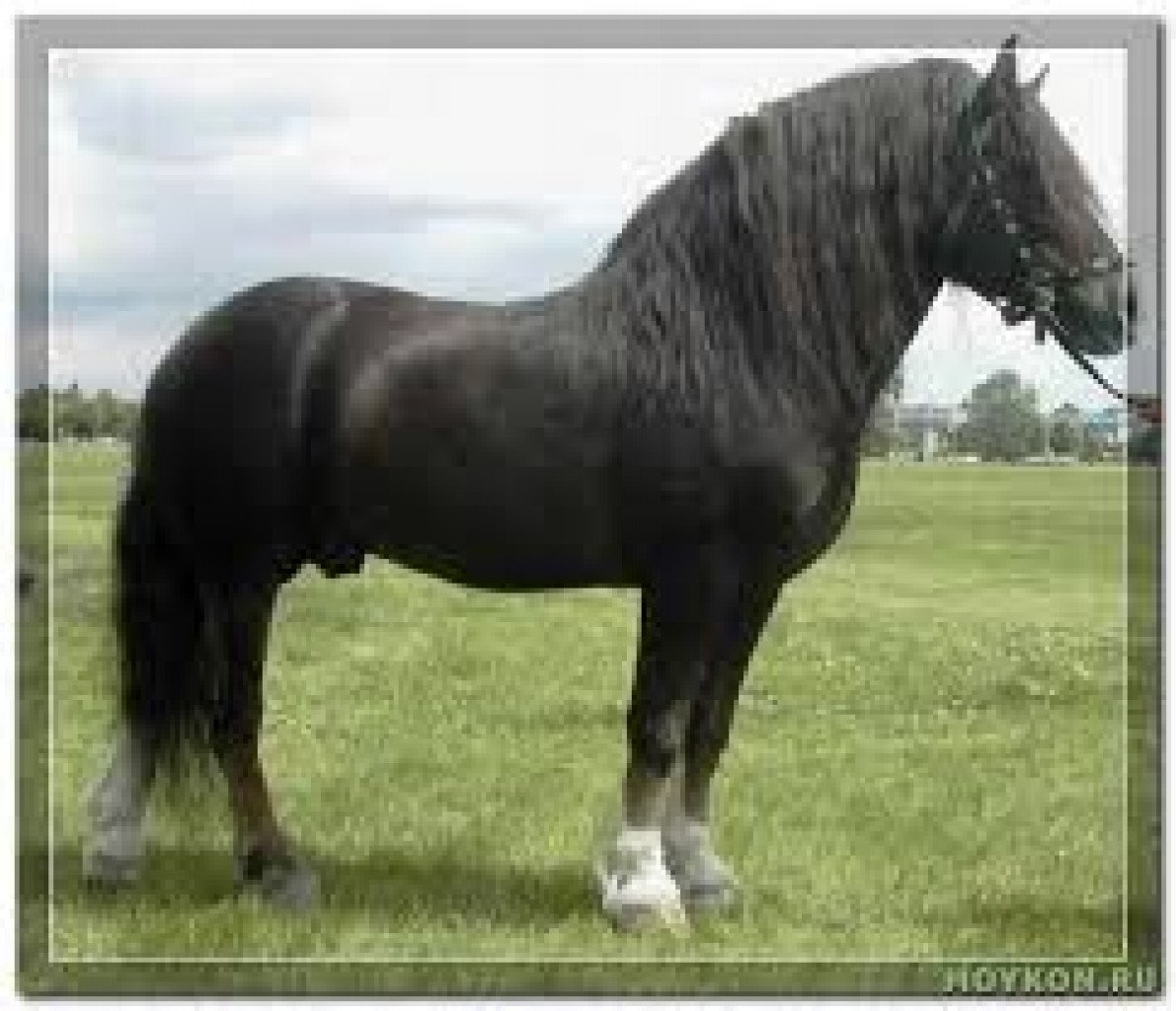 Битюг порода лошадей