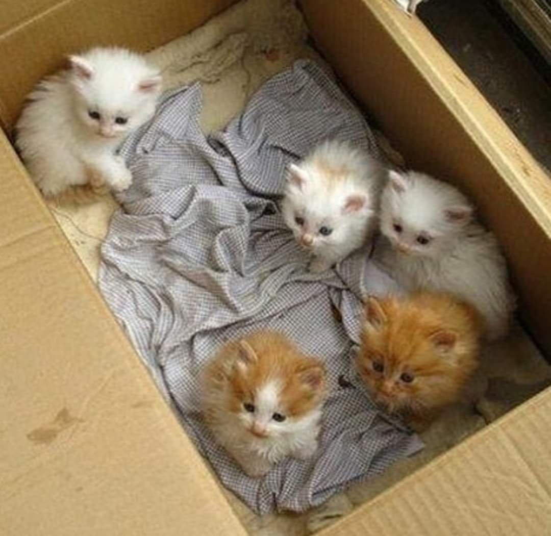 Найди свой целых маленьких котят