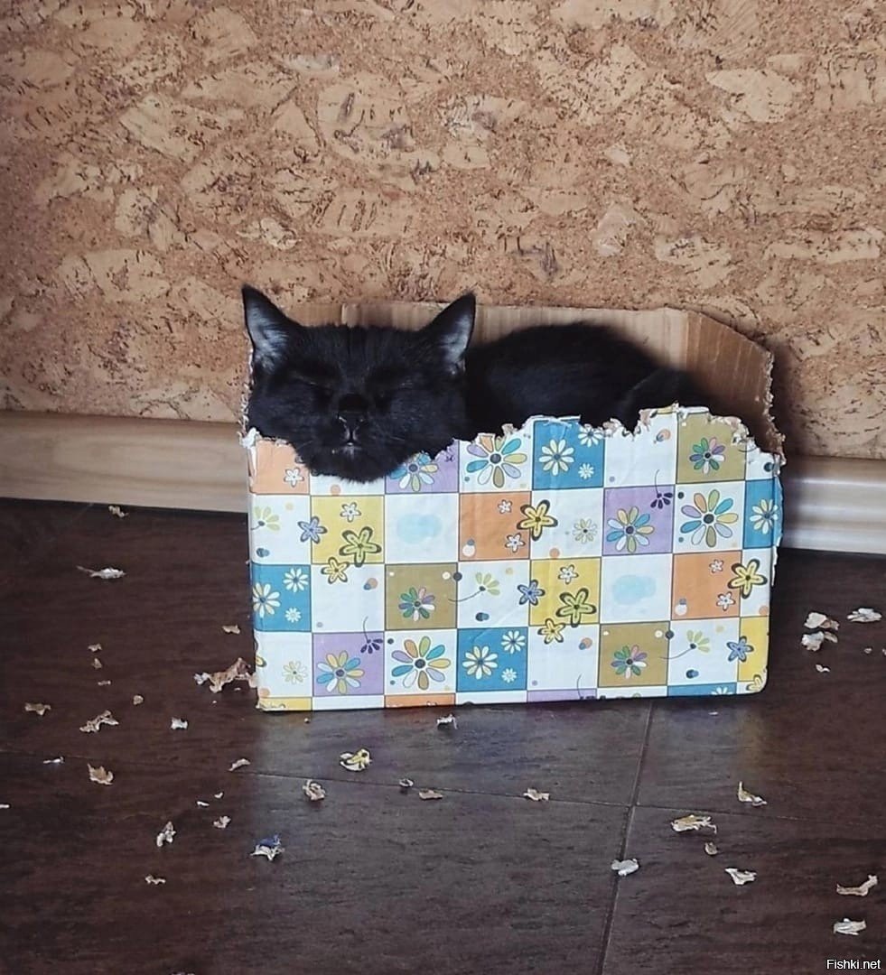 Смешные приколы открытки с кошечками