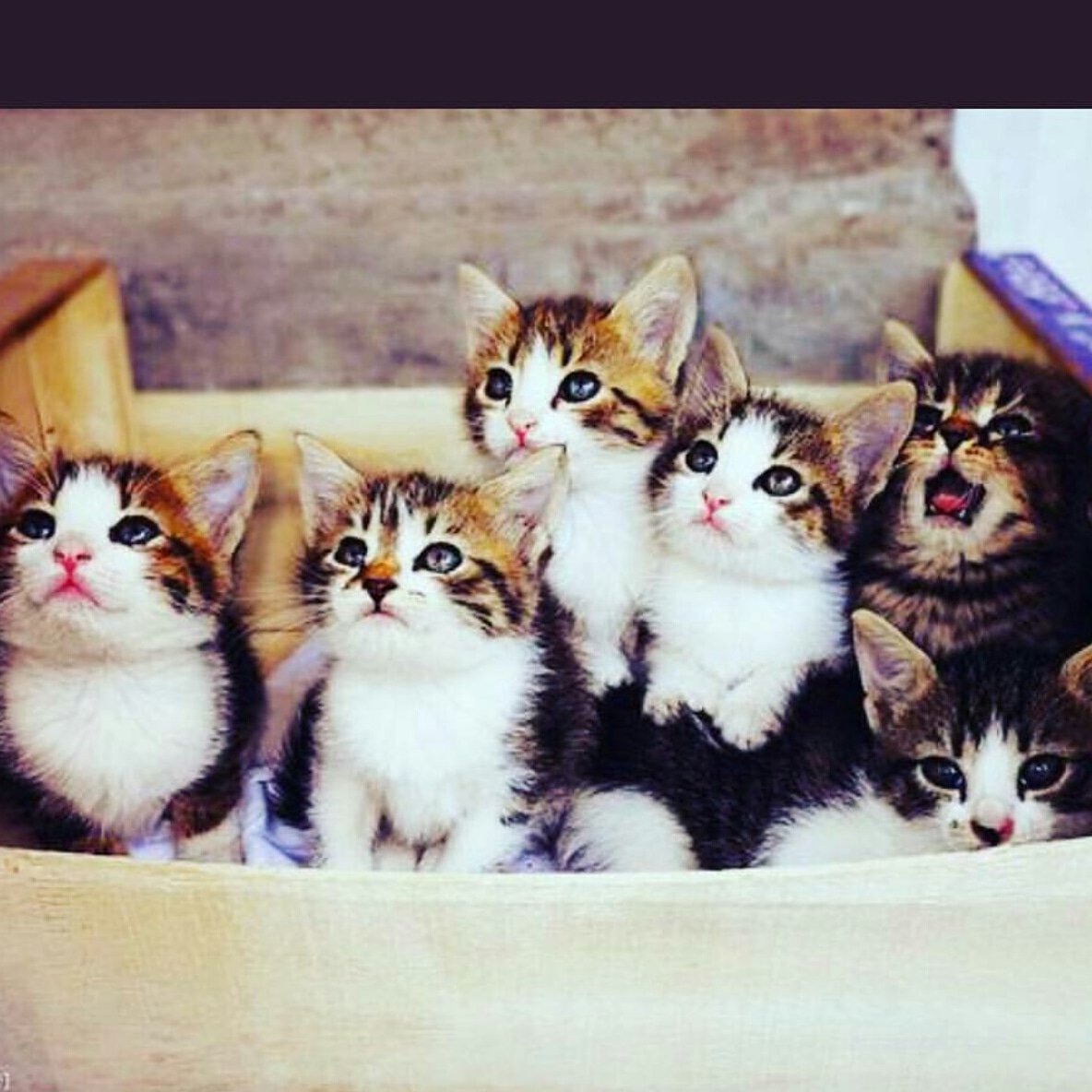 Много котиков