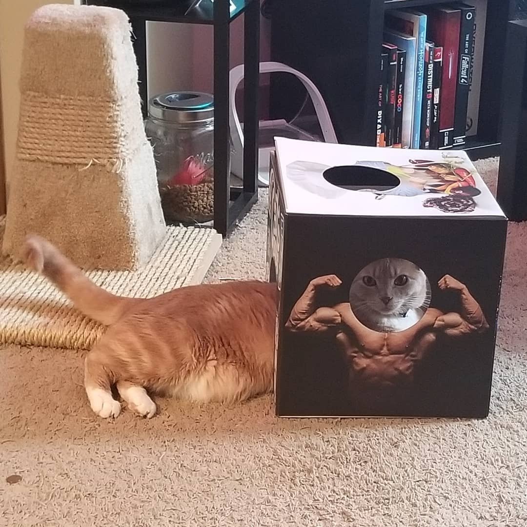 Смешные котики в коробке