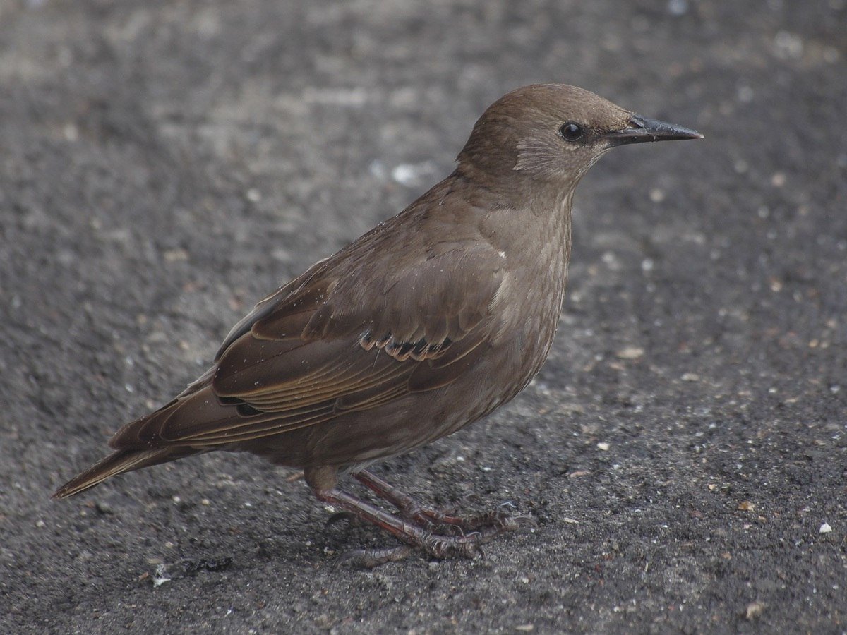 Серая птичка скворец