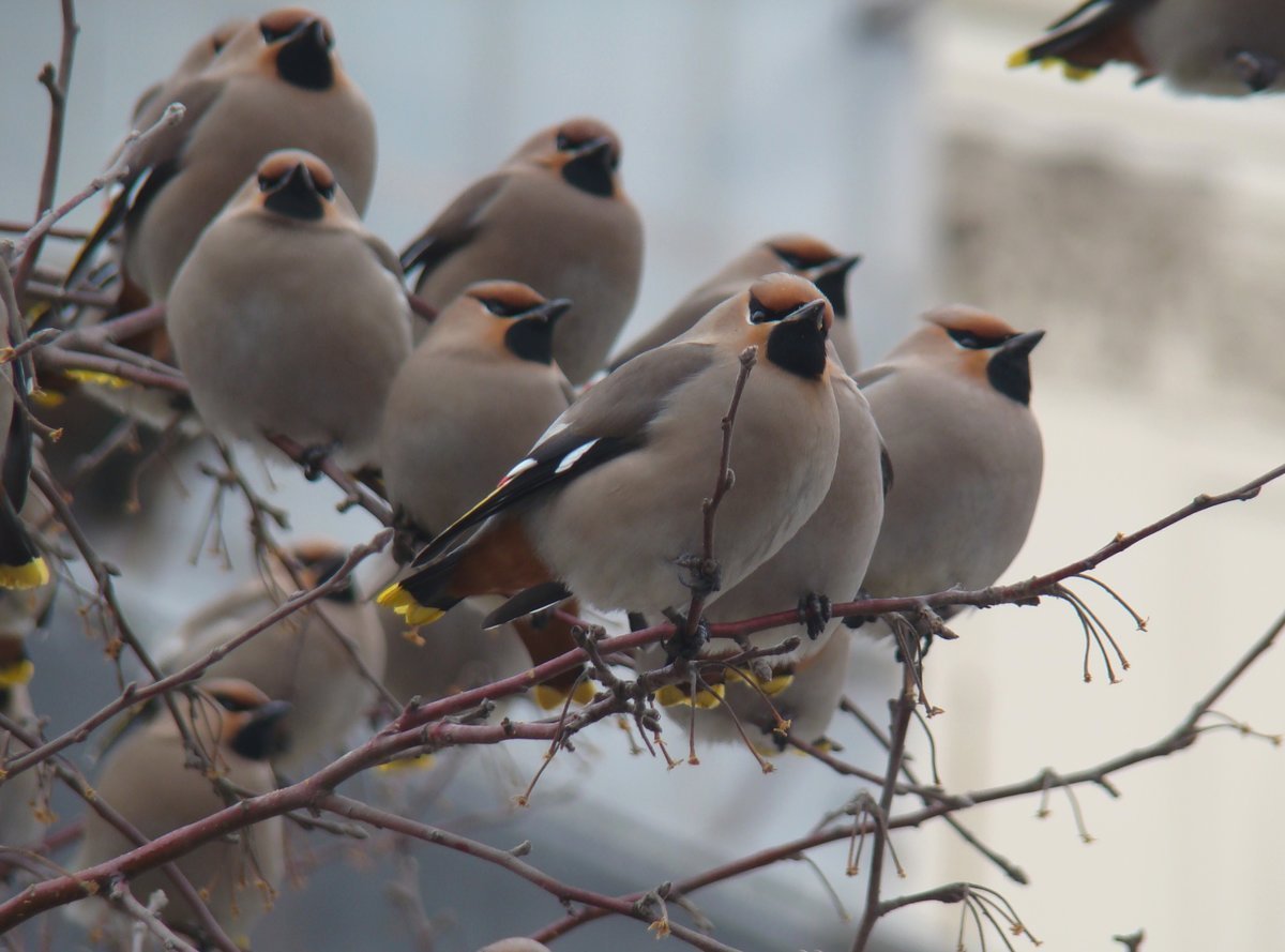 Хохлатые свиристели птенцы
