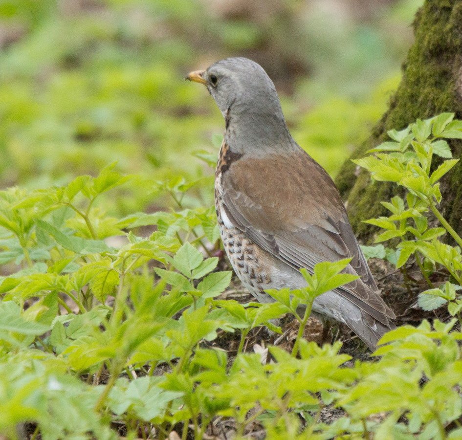Дрозды в Ленинградской области