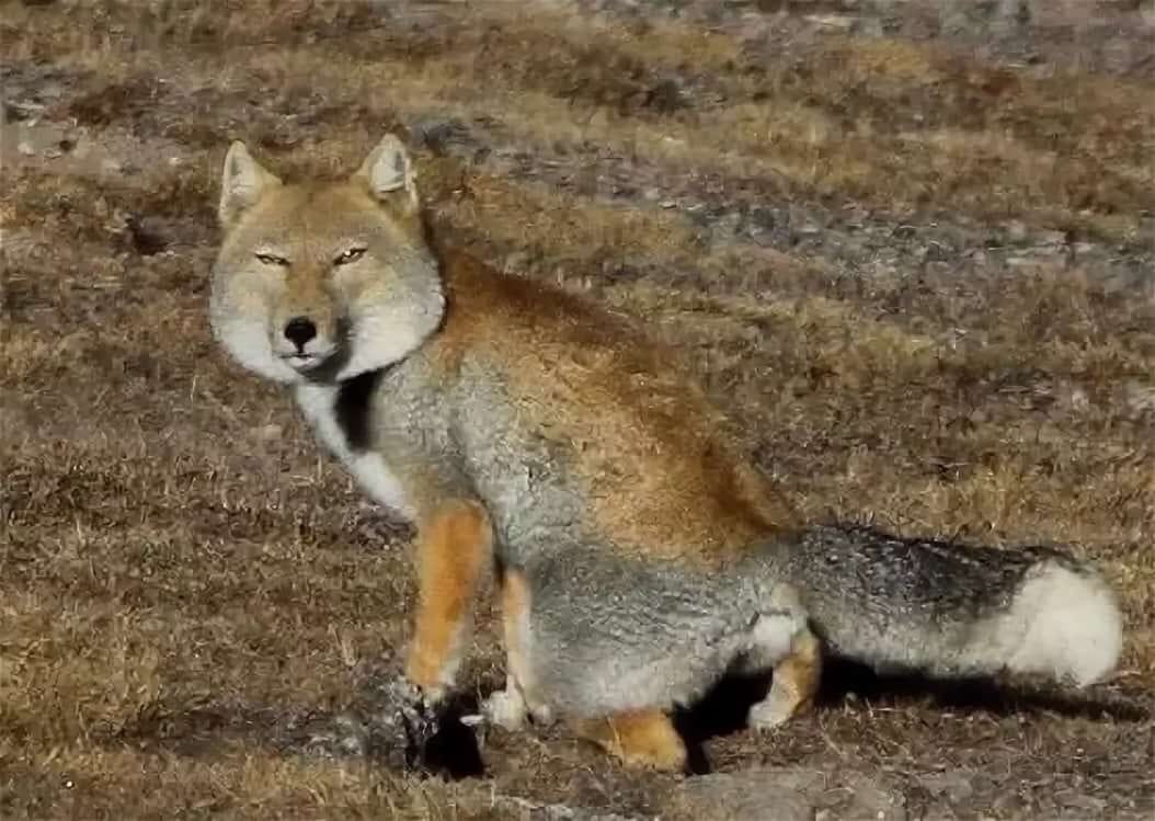 Тибетский волк