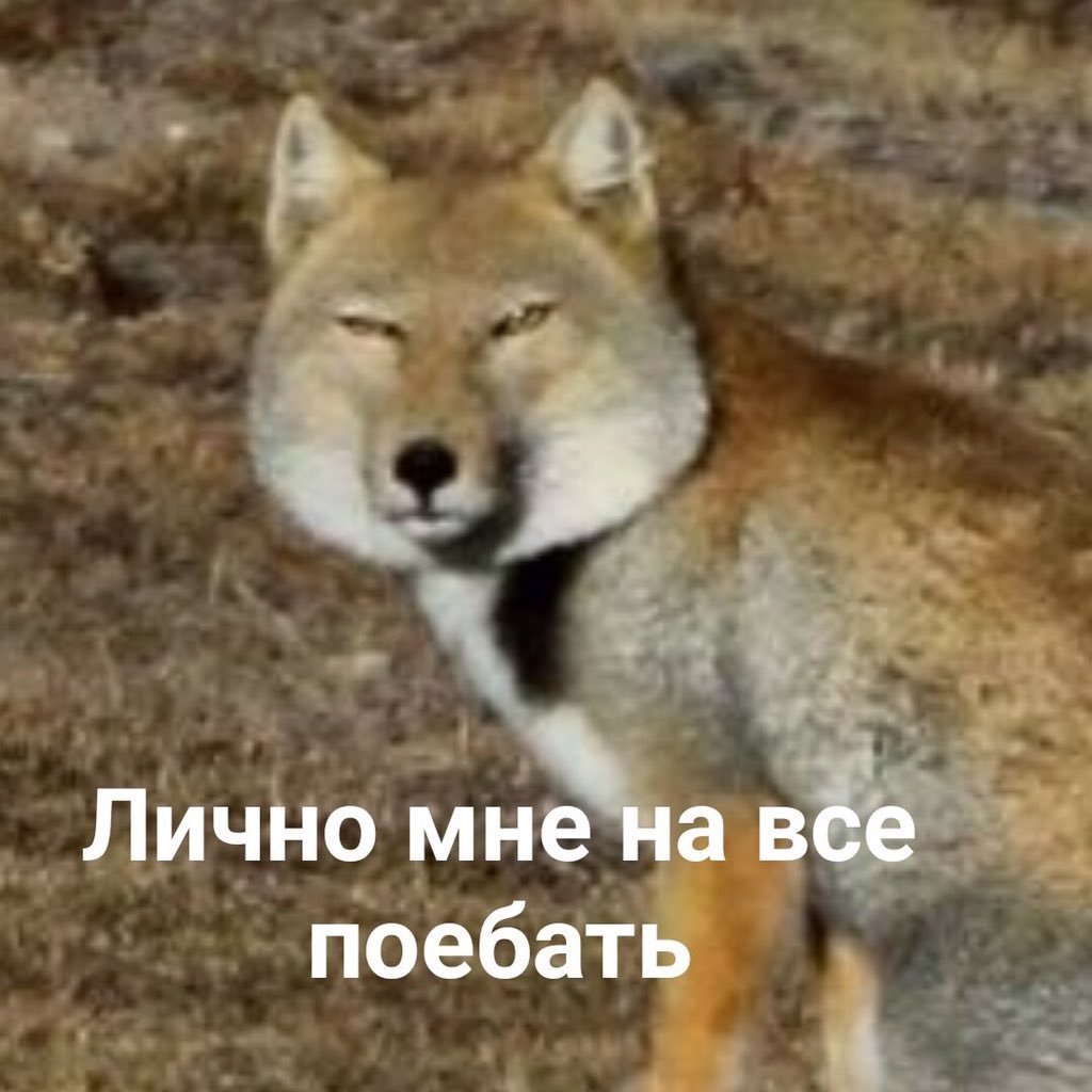 Тибетская лиса Вики