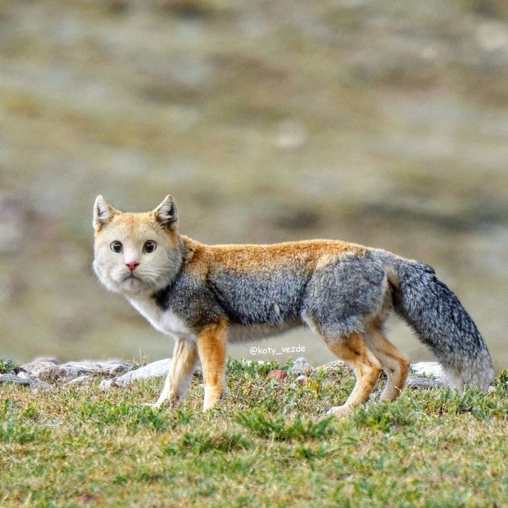 Тибетская лиса обои на рабочий стол